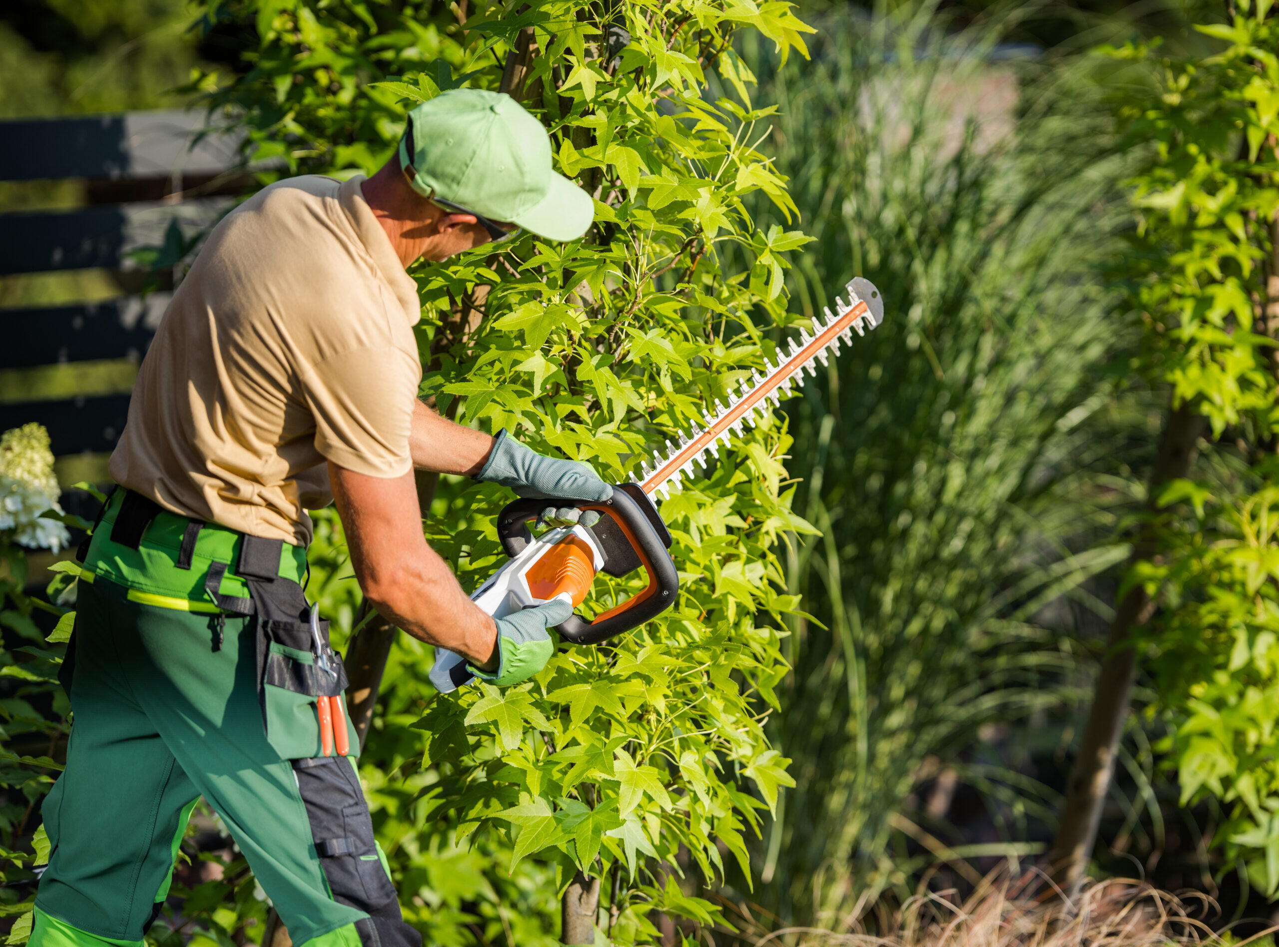 Landscaper Shaping Shrub with Hedge Cutter